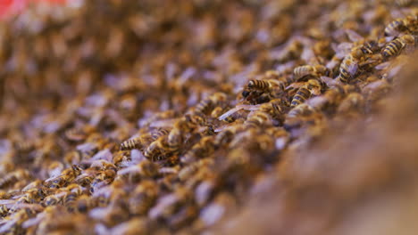 close shot of bees carrying pollen