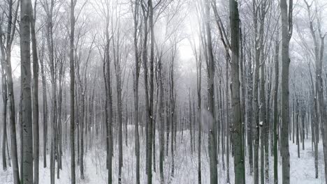 Vista-Del-Bosque-Cubierto-De-Nieve.