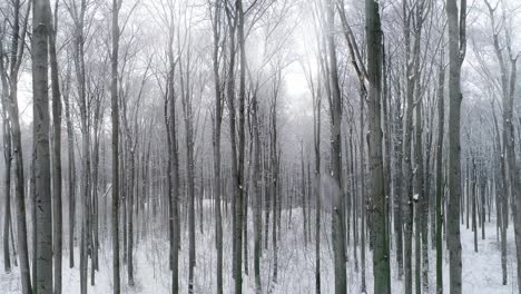 vista del bosque cubierto de nieve