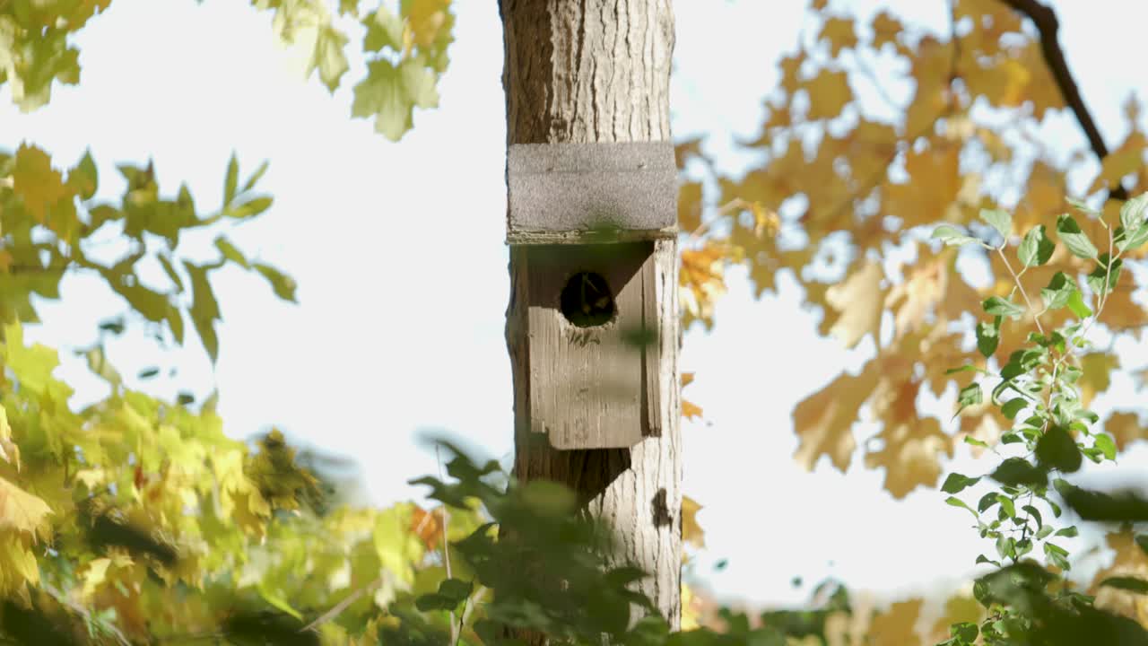 Casa de passarinho montada em uma árvore cercada por folhas que mudam de cor durante o outono em Gatineau, Quebec