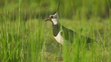 Beautiful-Northern-lapwing-searching-for-food-among-marshes