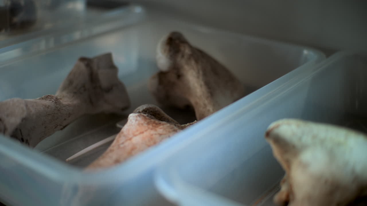 raccolta di ossa in contenitori di plastica