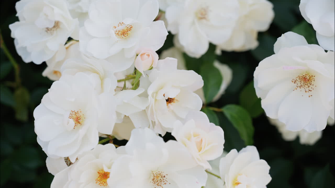 Close up of multiple white Camellia flowers in a garden