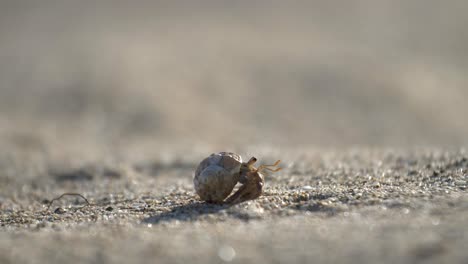 a small cute crab in a shell moves over the sand