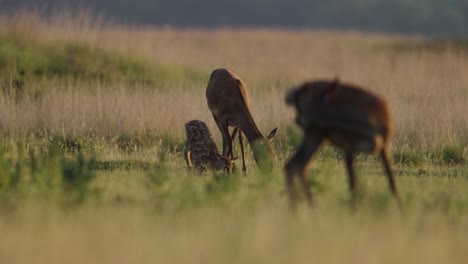 fawn lays down next to grazing female hind deer mom in grassland, hoge veluwe