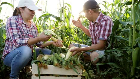 un par de agricultores están cosechando maíz.