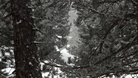 nice framing of trees as it snows in slowmotion in this forest of andorra