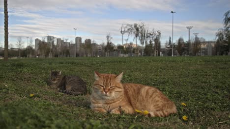 gato naranja mirando a su alrededor y jugando a la cámara lenta 4k uhd