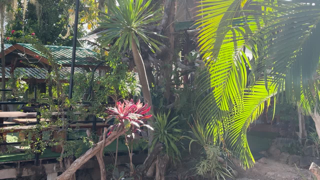 Lush tropical plants gently swaying in bright sunlight, static camera, vibrant garden environment