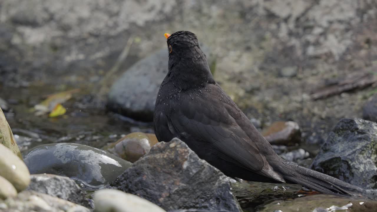 pájaro negro macho de pie en un arroyo rocoso