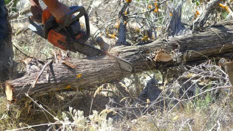 chainsaw cutting wood