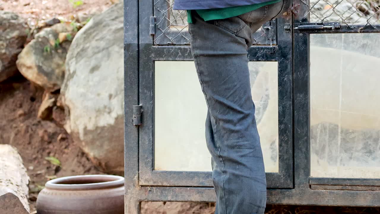 león observado a través de un recinto de vidrio en el zoológico