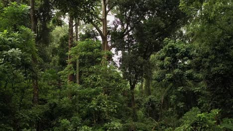 Atlantischer-Wald-Mit-Einigen-Eukalyptusbäumen---Drohne-Bewegt-Sich-Nach-Unten