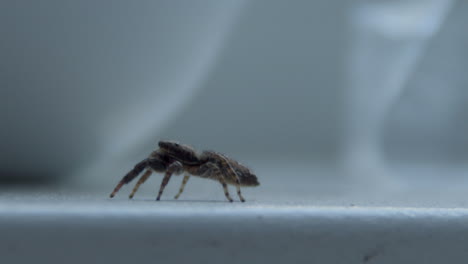 Kleine-Spinne,-Die-Auf-Weißer-Fensterbank-Kriecht-Und-Nach-Oben-Schaut---Nah