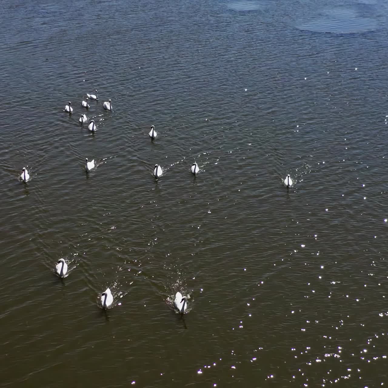 Beautiful swans in river