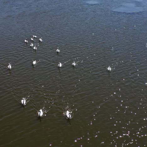 beautiful swans in river