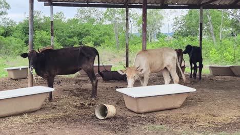 cows in a rural shelter