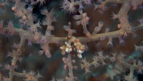 pygmy seahorse denise close up in red gorgonian sea fan