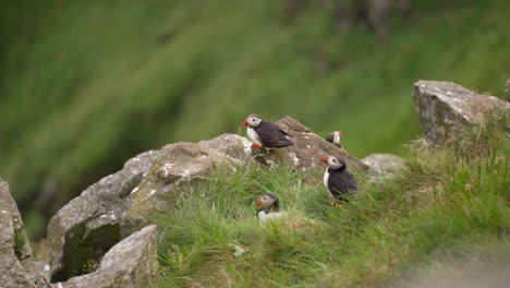 puffins nesting on the island of runde in norway, slow motion