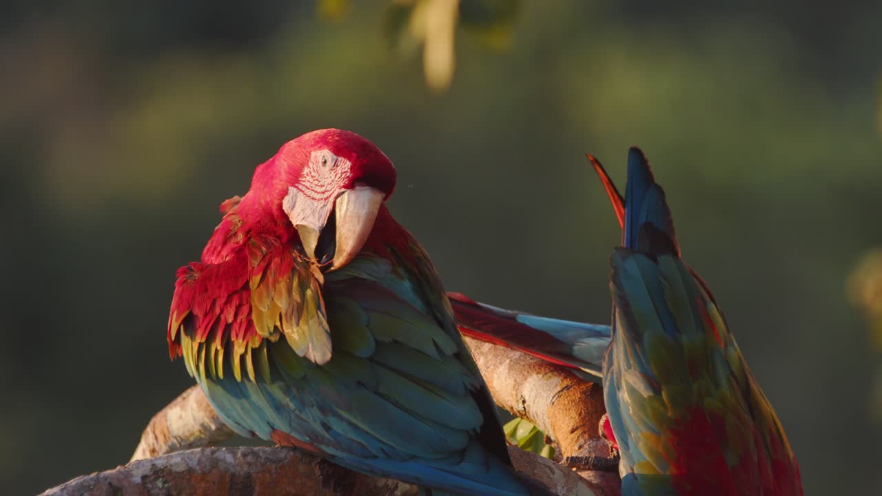 A loving Green-Winged Macaw duo strengthens their bond with tender preening in Peru’s rainforest. parrots golden light