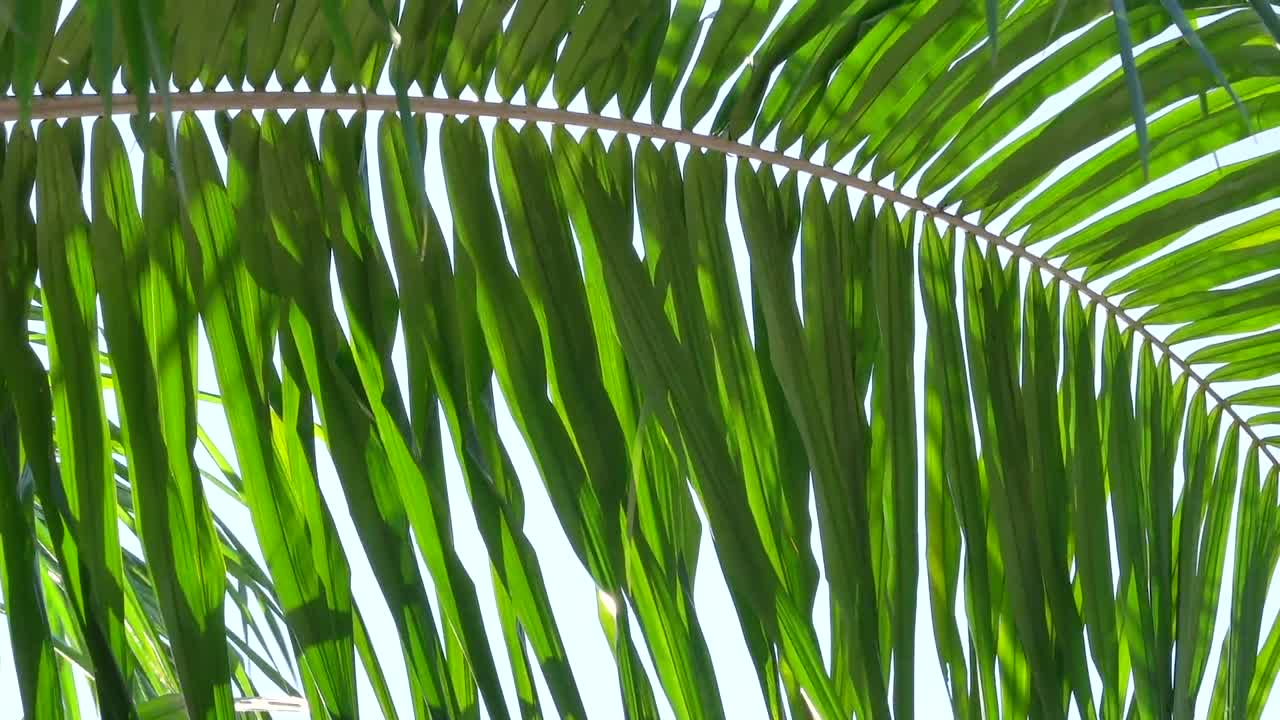Summer palm leaf close up