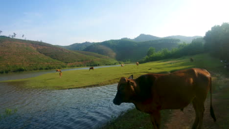 Una-Vaca-Asiática-Junto-Al-Río-De-Bajo-A-Alto,-Ultra-Hd