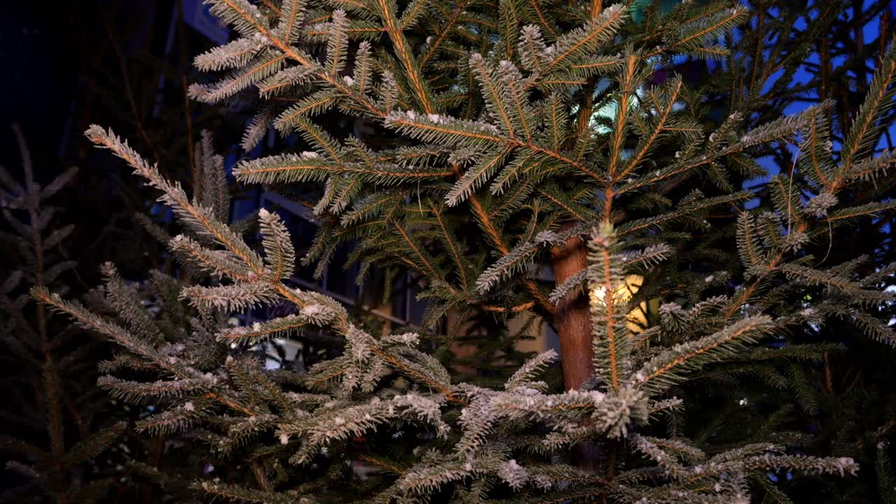 눈 인 크리스마스 트리 가지 들 의 전망