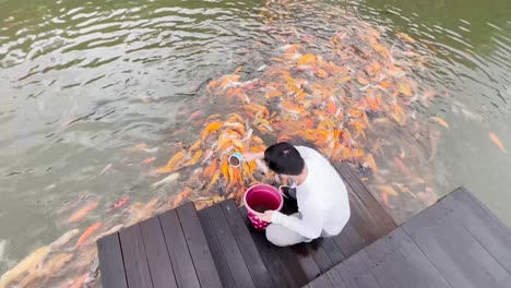 asian man feeding a massive swarm of hungry koi fish at pond overhead view