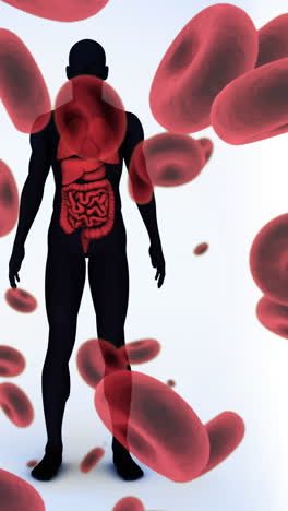animación de células sanguíneas que caen sobre el modelo del cuerpo humano