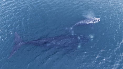 Ballena-Bebé-Sube-A-La-Superficie-Para-Respirar-Mientras-Su-Madre-Permanece-Bajo-El-Agua---Toma-Aérea-En-Cámara-Lenta