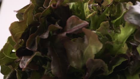 green oak and red oak fresh lettuce planted in the hydroponics style is beautifully placed and slowly rotating