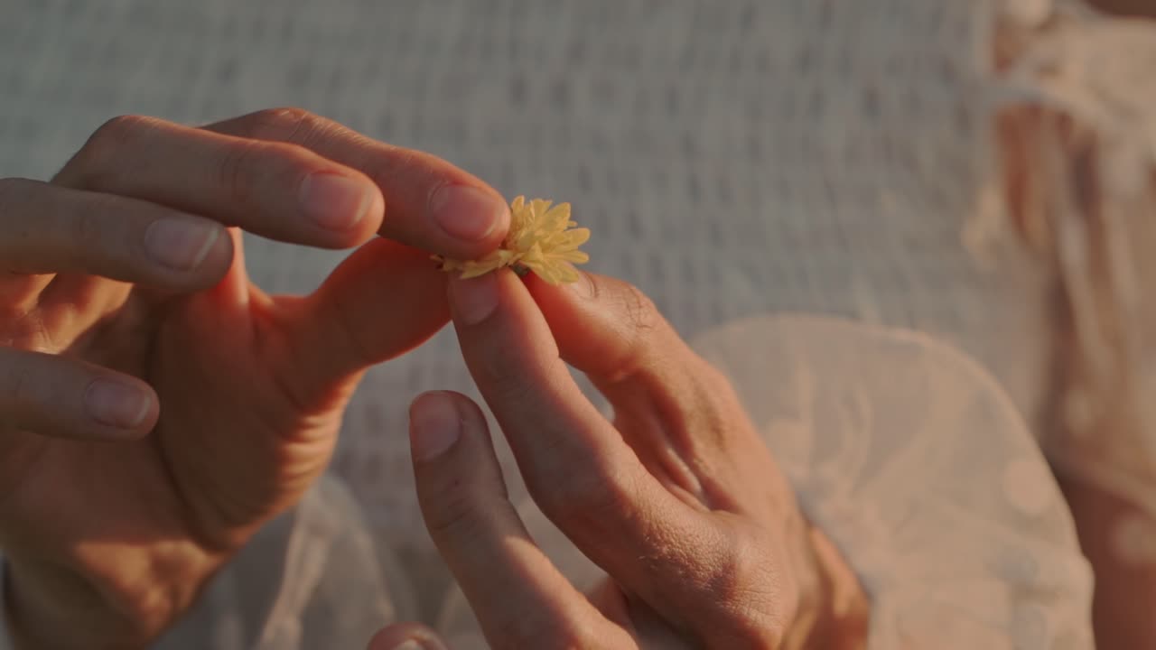 Primo piano di mani che sfogliano i petali di un piccolo fiore giallo.