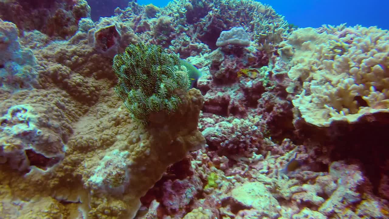 Pesce angelo semicerchio che nuota con grazia attraverso una barriera corallina sottomarina.