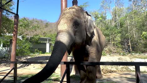 un elefante interactuando con su entorno en chonburi, tailandia