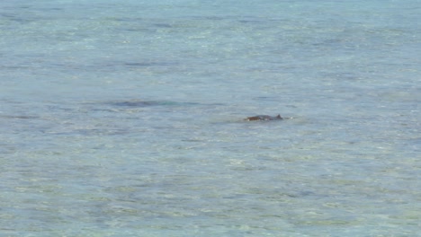 Distant-view-of-a-parrotfish-tail-above-water-in-the-clear-sea-of-Los-Roques