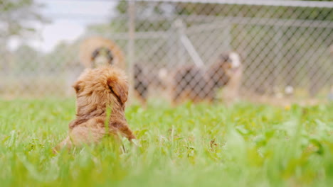 puppy looks at dogs in a pen