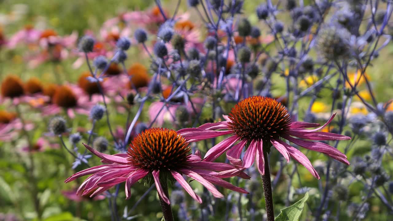 campo de jardín de flores con flores coloridas y abejorros