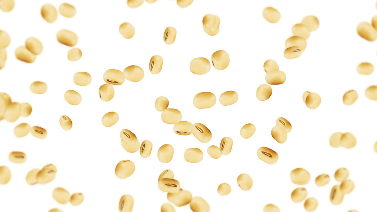 색 배경에 많은 콩을 날아. 밝은 갈색 곡물. 콩과 콩. 건강한 음식. 콩이 회전하는 3d 루프 애니메이션.