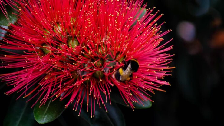 Nærbilde av humle på knallrød Pohutukawa-blomst (New Zealand Christmas Tree) som samler pollen om sommeren i New Zealand Aotearoa