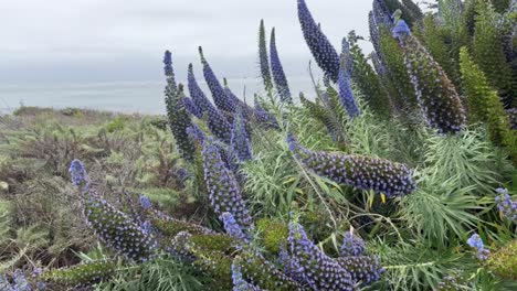 Cinematic-tilting-up-shot-of-the-colorful-echium-blue-tower-of-jewel-flowers-off-the-coast-of-California-in-Cambria