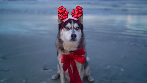 perro husky feliz con un cuerno de carnaval y un lazo rojo en la playa