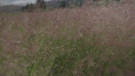 Walking-through-grass-using-gimbal.-Slow-Motion