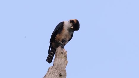 el falconet de muslo negro es una de las aves rapaces más pequeñas que se encuentran en los bosques de algunos países de asia