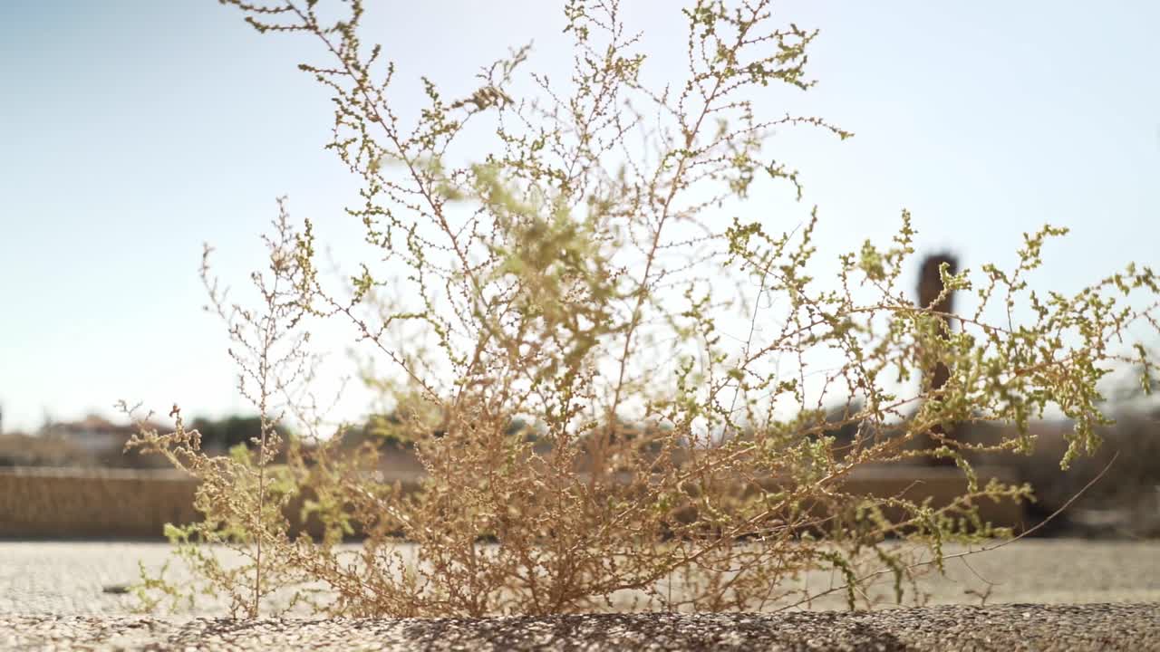 사막에서 바람에 부는 덤불