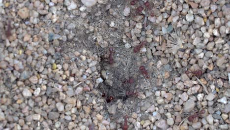 imágenes de primer plano del flujo de tráfico de hormigas
