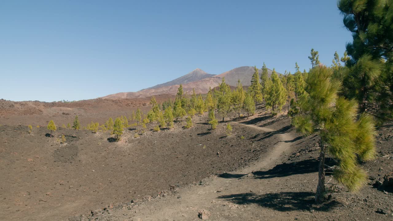 bosque de pinos verdes en primavera, sendero en el paisaje volcánico con el pico del teide en el parque nacional del teide de tenerife, islas canarias