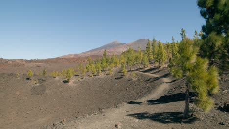 green pine tree forest in spring, path in volcanic landscape with pico del teide in teide nation park on tenerife, canary islands