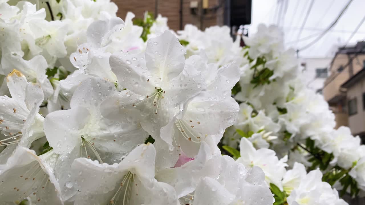 요코하마 최고의 전망