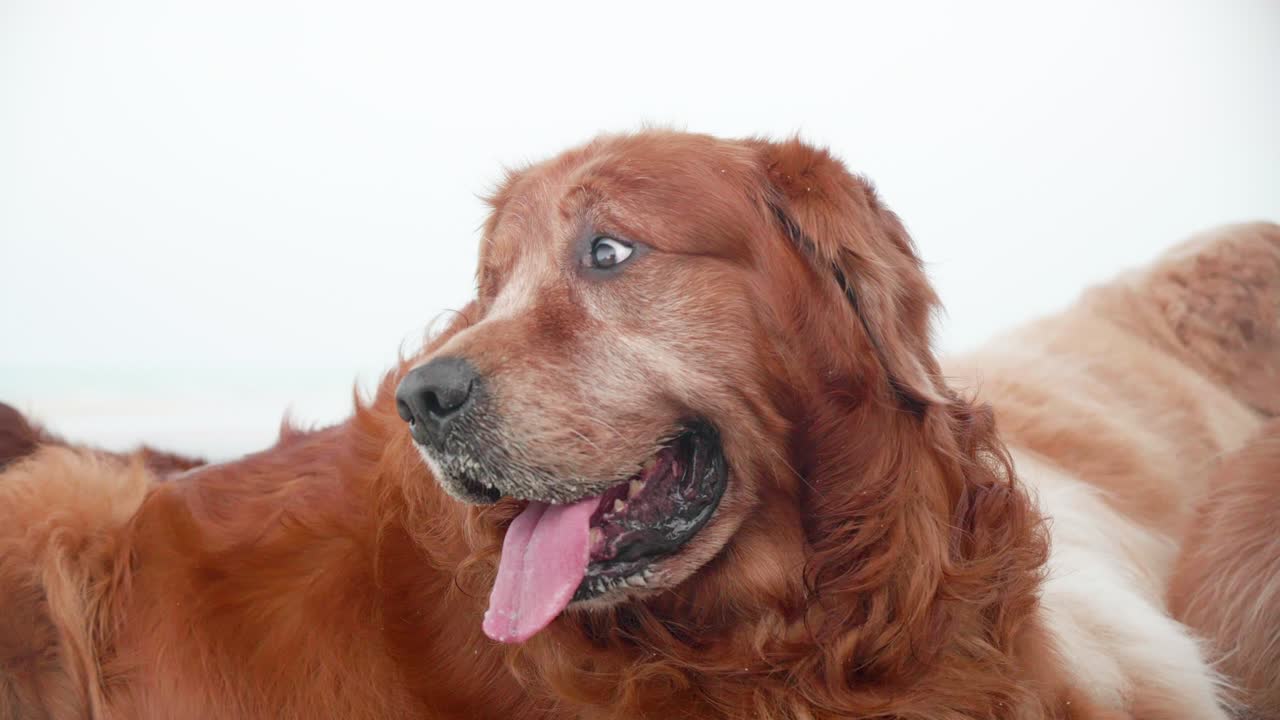 가족 골든 리트리버 개들이 아침에 해변에서 휴식을 취하고 있습니다.