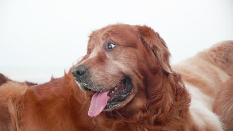 cerca de la familia de perros golden retriever descansando en la playa por la mañana